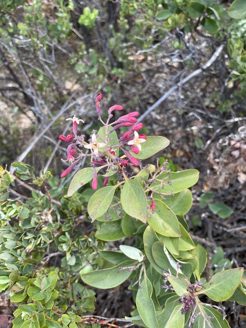 Haleakala Sandalwood photo 5