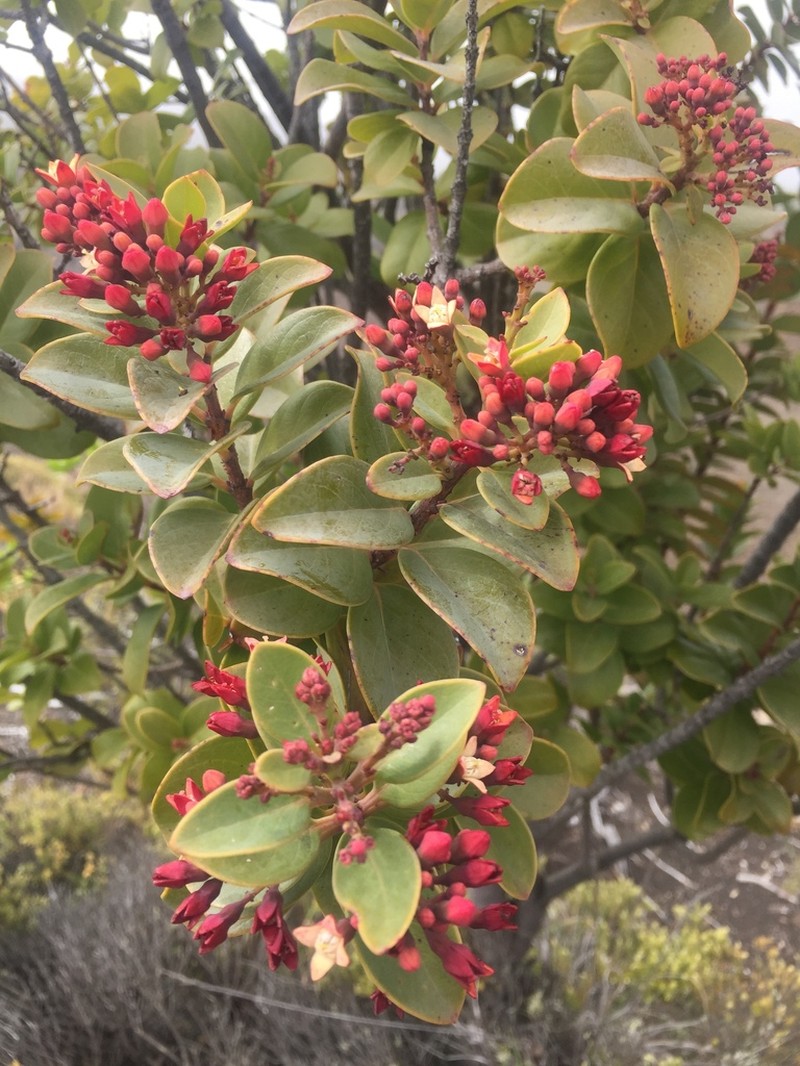 Haleakala Sandalwood photo 6