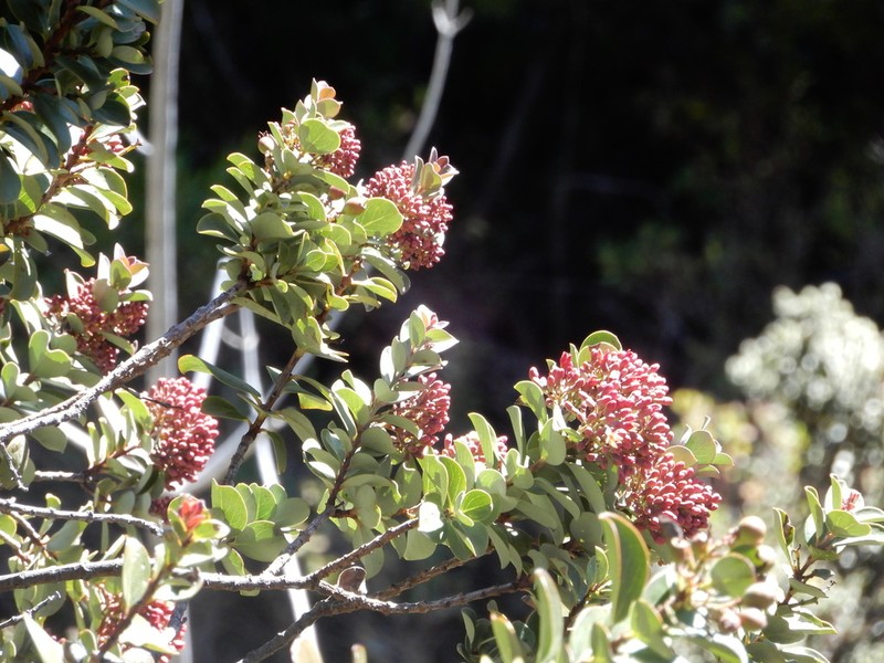 Haleakala Sandalwood photo 7