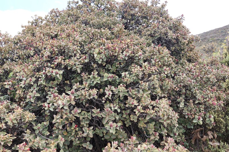 Santalum haleakalae var. haleakalae
