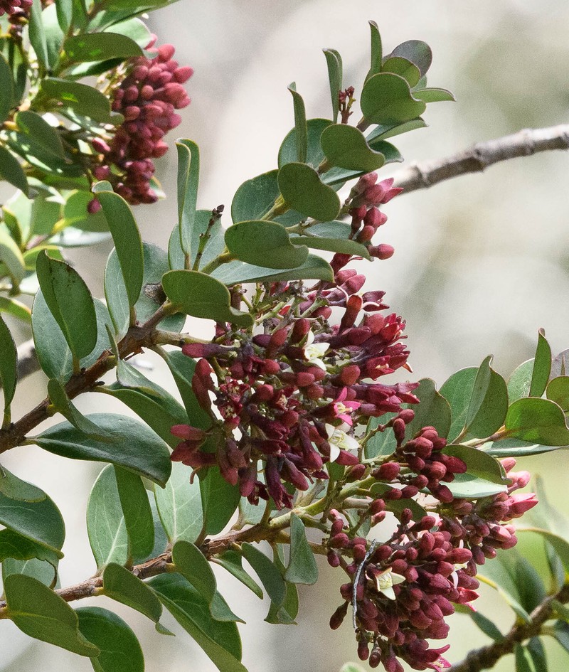 Santalum haleakalae var. haleakalae photo 2