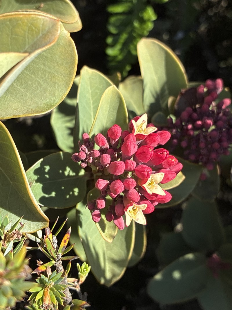 Santalum haleakalae var. haleakalae photo 3