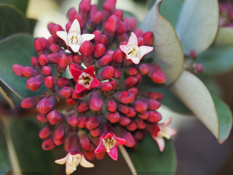 Santalum haleakalae var. haleakalae photo 4