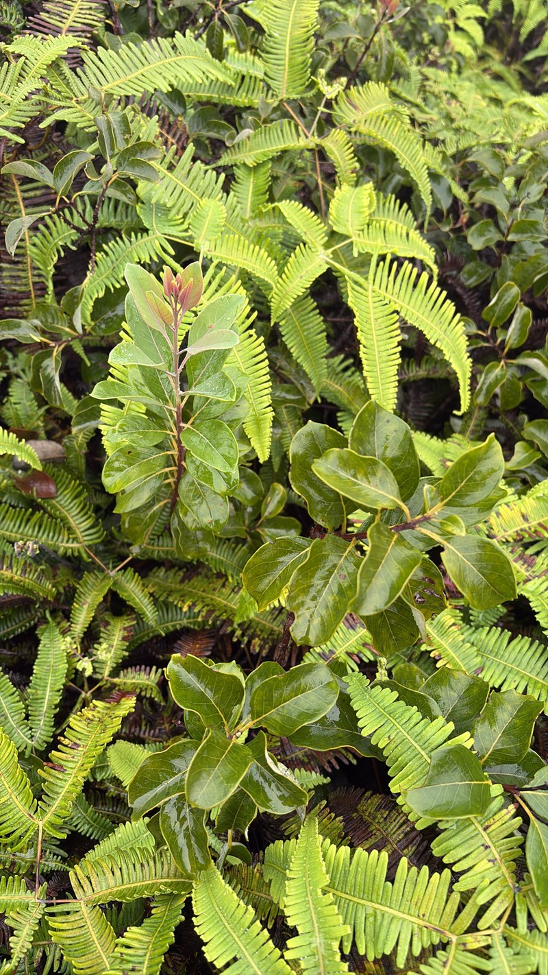 Santalum haleakalae var. lanaiense
