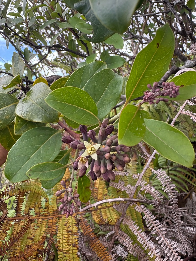Santalum haleakalae var. lanaiense photo 2