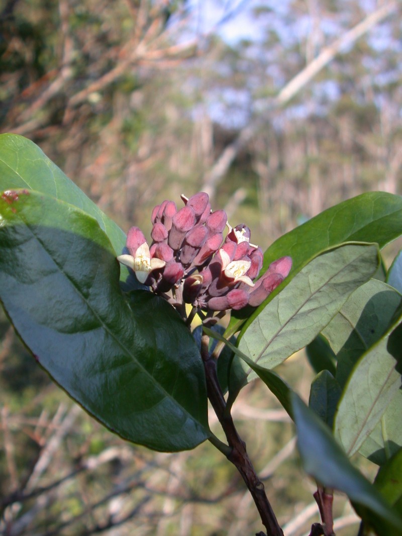 Santalum haleakalae var. lanaiense photo 3