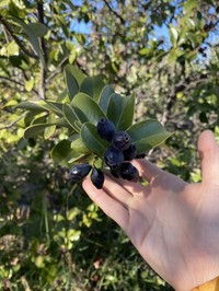 Mountain Sandalwood