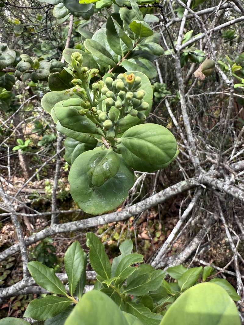 Mountain Sandalwood photo 3