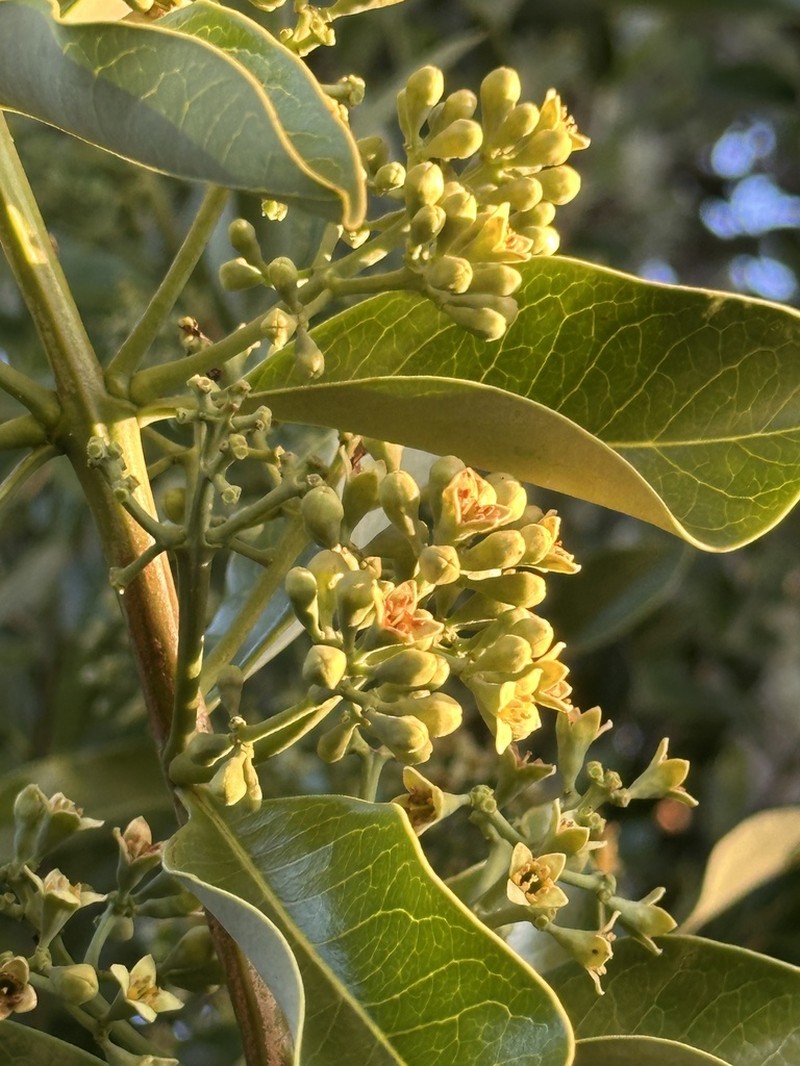 Mountain Sandalwood photo 4