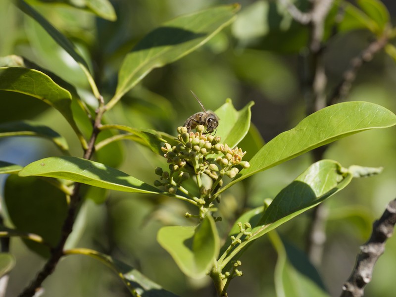 Mountain Sandalwood photo 5