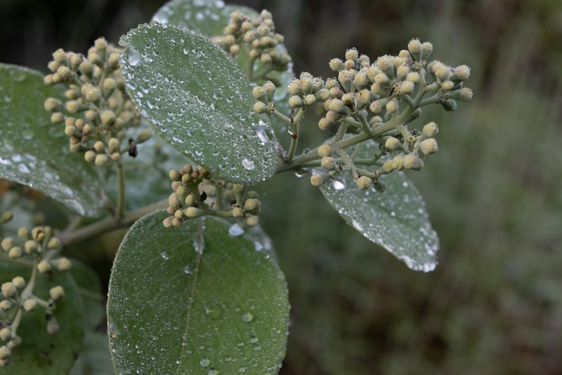 Mountain Sandalwood photo 6