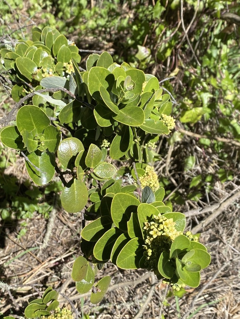 Mountain Sandalwood photo 7