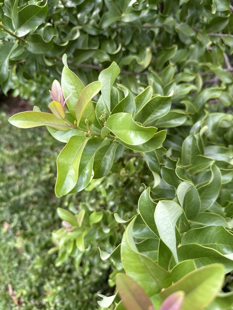 Mountain Sandalwood photo 8