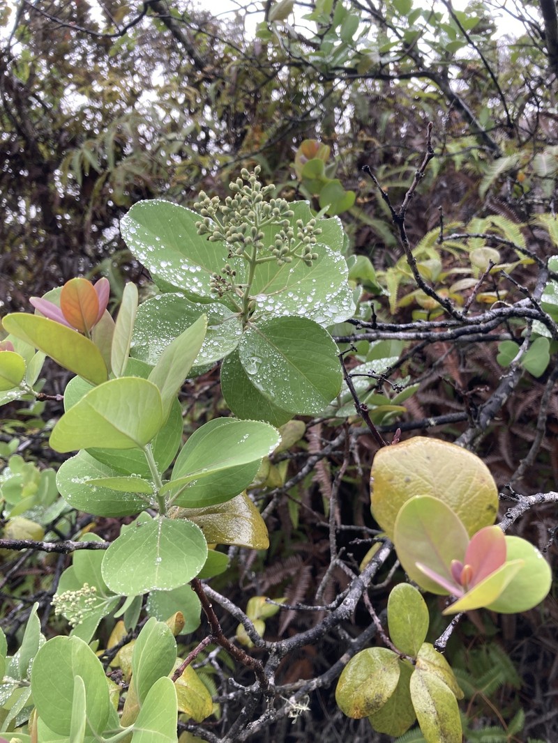 Santalum paniculatum var. paniculatum
