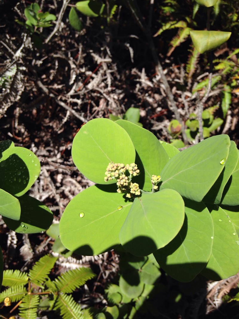 Santalum paniculatum var. paniculatum photo 2