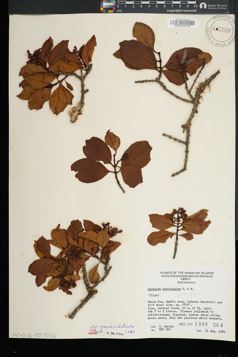 Santalum paniculatum var. paniculatum photo 3