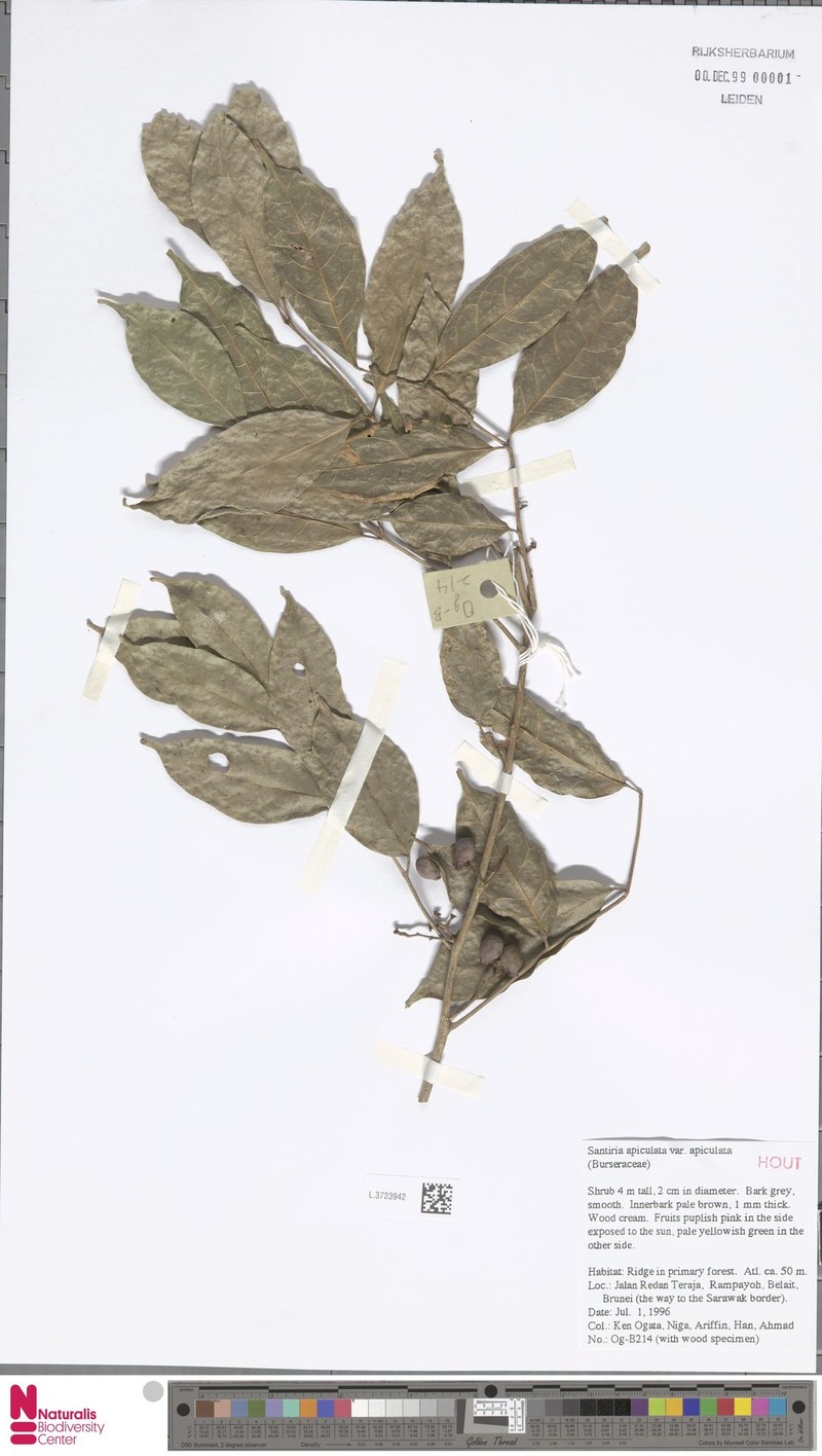 Santiria apiculata var. apiculata