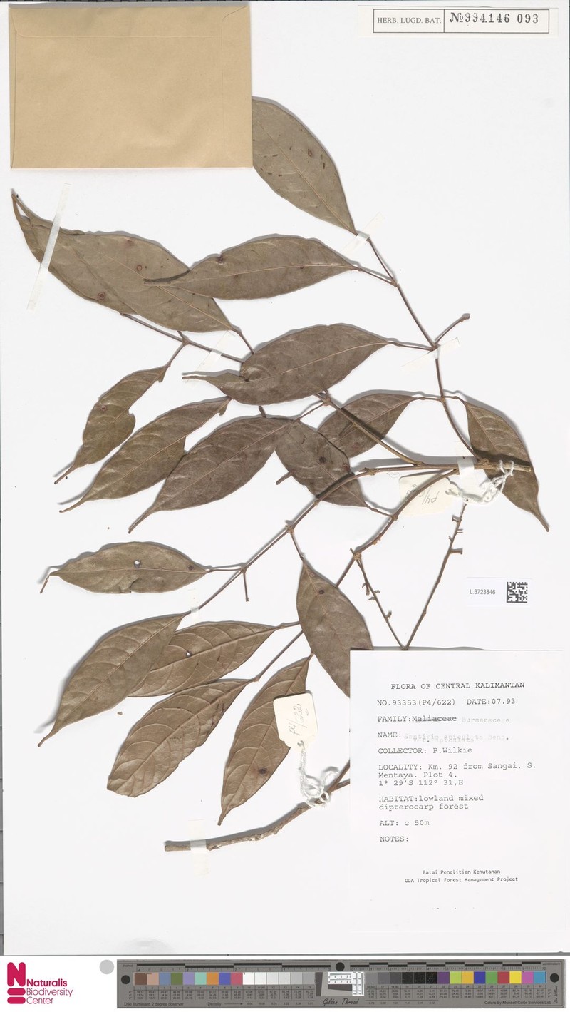 Santiria apiculata var. apiculata photo 2