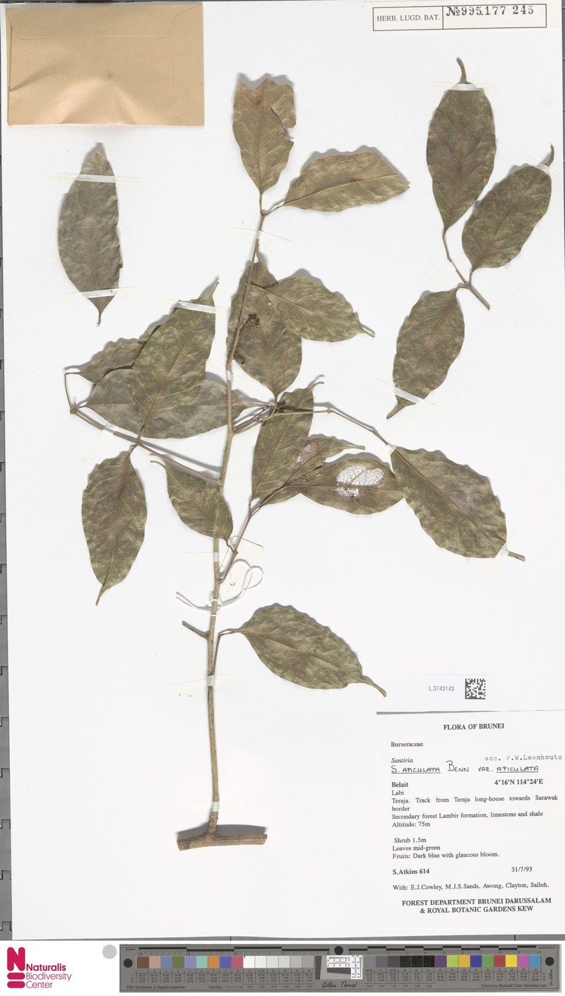 Santiria apiculata var. apiculata photo 3