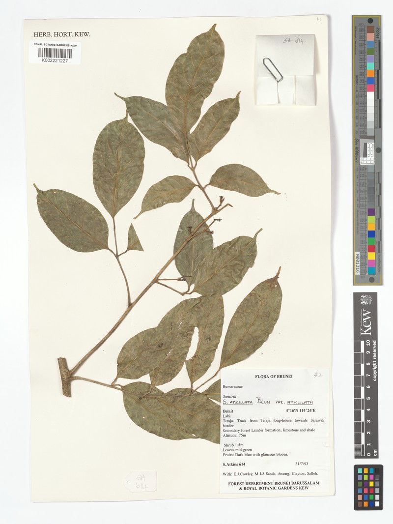 Santiria apiculata var. apiculata photo 4