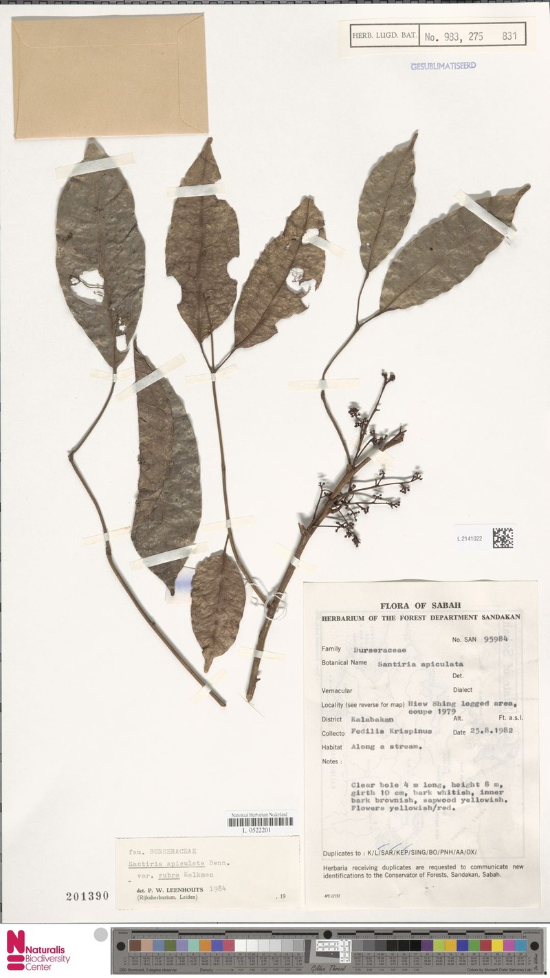 Santiria apiculata var. rubra