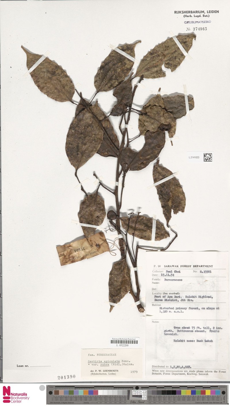 Santiria apiculata var. rubra photo 2