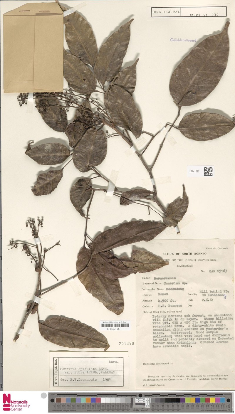 Santiria apiculata var. rubra photo 3