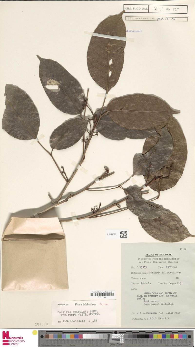 Santiria apiculata var. rubra photo 4