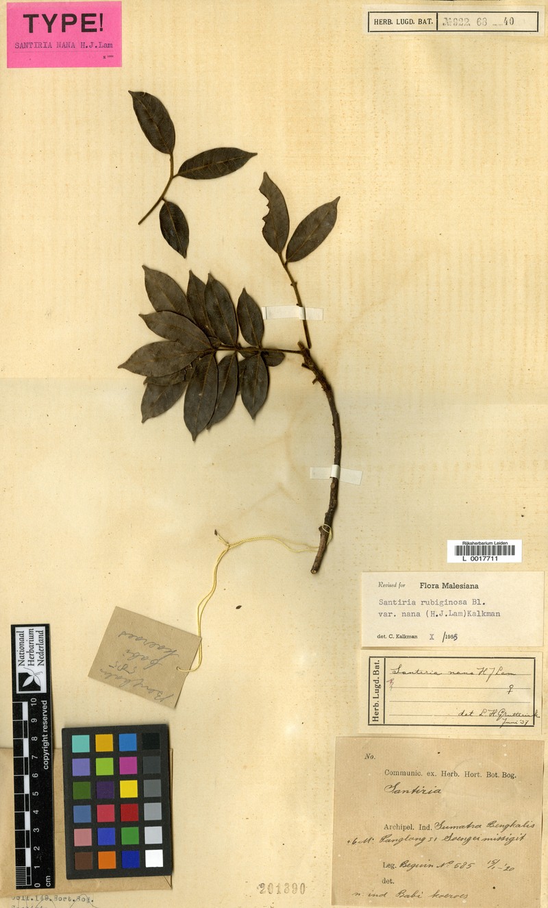 Santiria rubiginosa var. nana