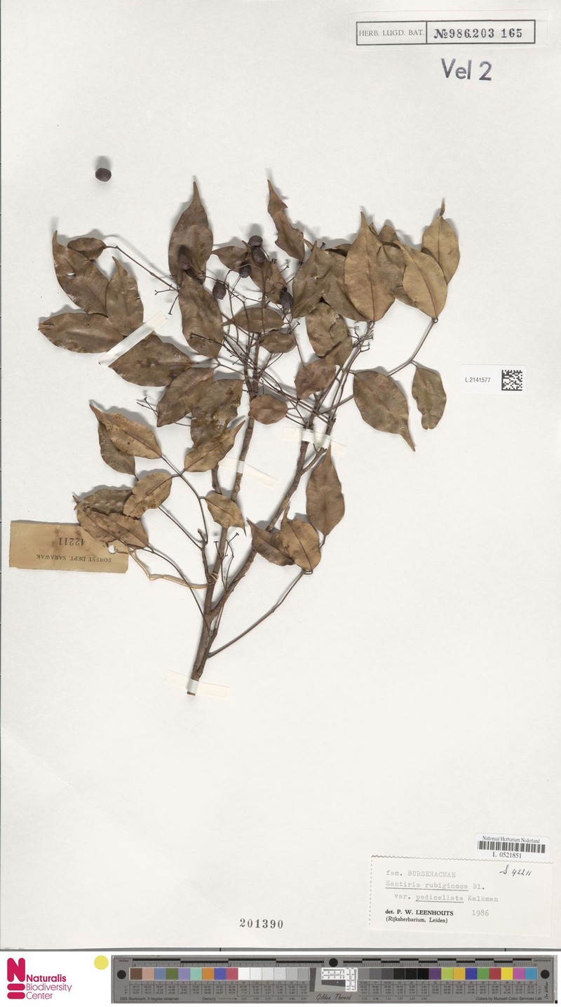 Santiria rubiginosa var. pedicellata