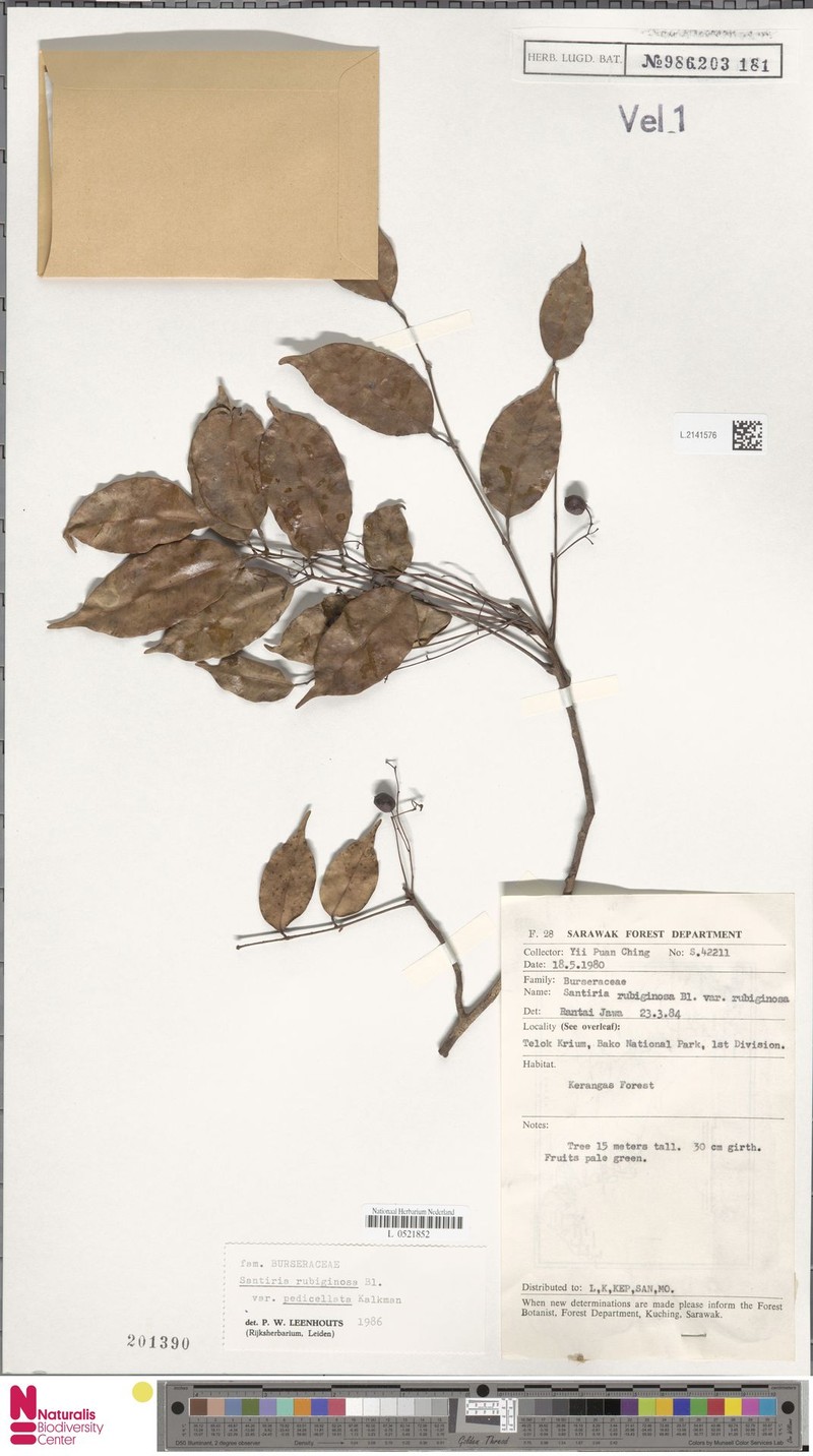 Santiria rubiginosa var. pedicellata photo 2
