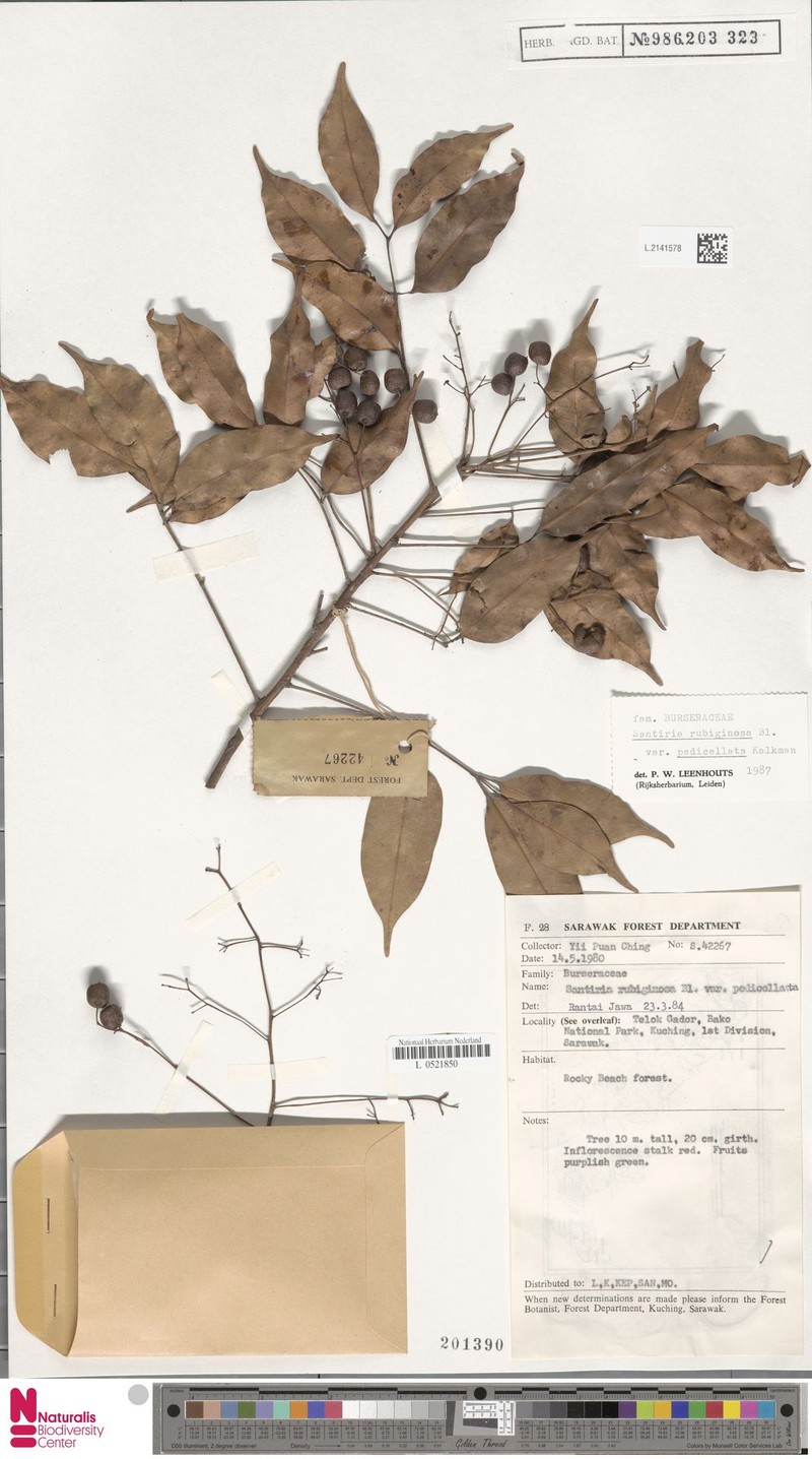 Santiria rubiginosa var. pedicellata photo 3
