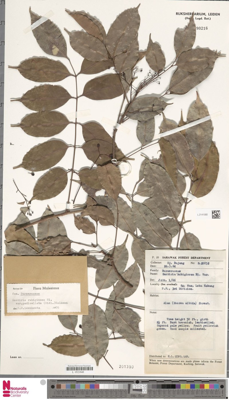 Santiria rubiginosa var. pedicellata photo 4