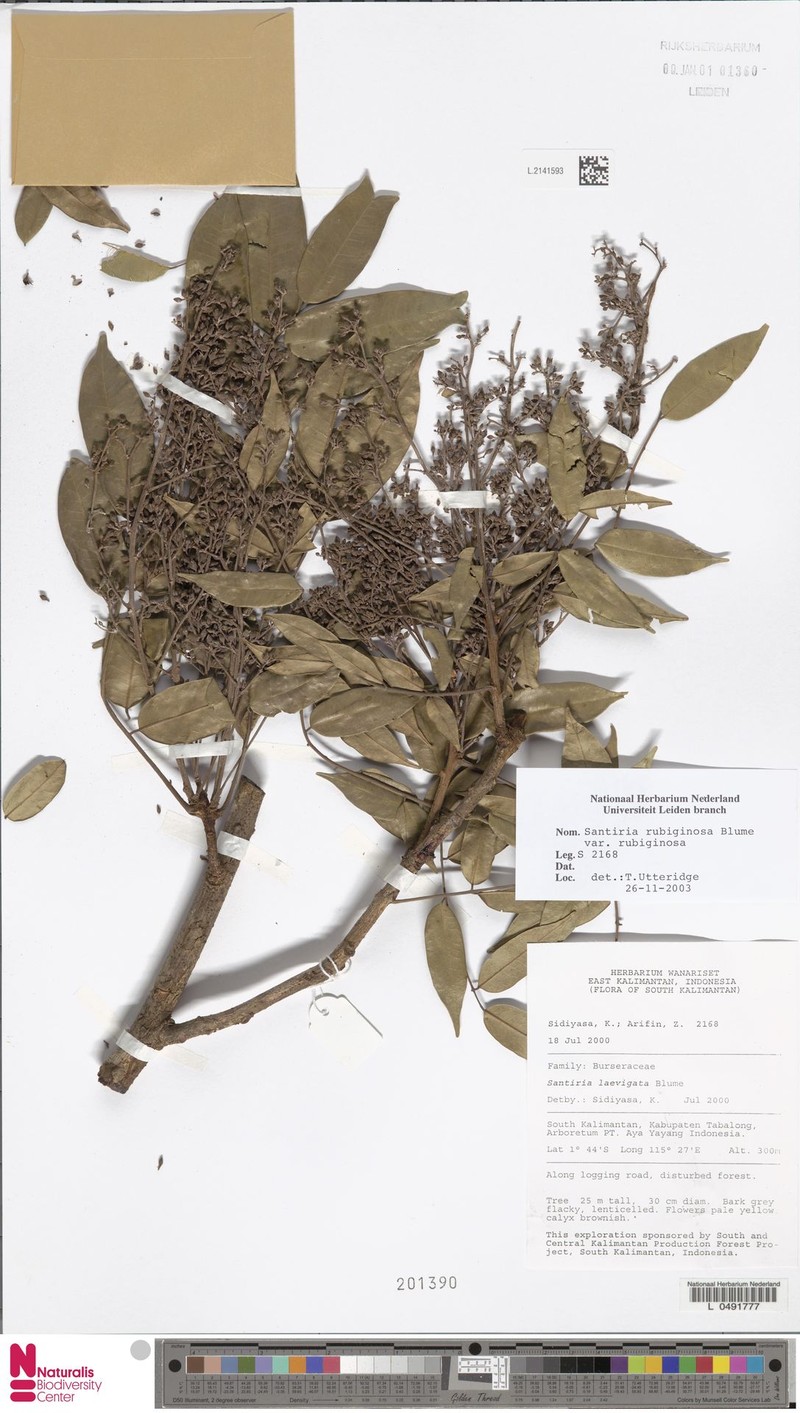 Santiria rubiginosa var. rubiginosa
