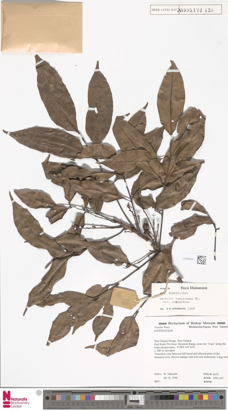Santiria rubiginosa var. rubiginosa photo 2