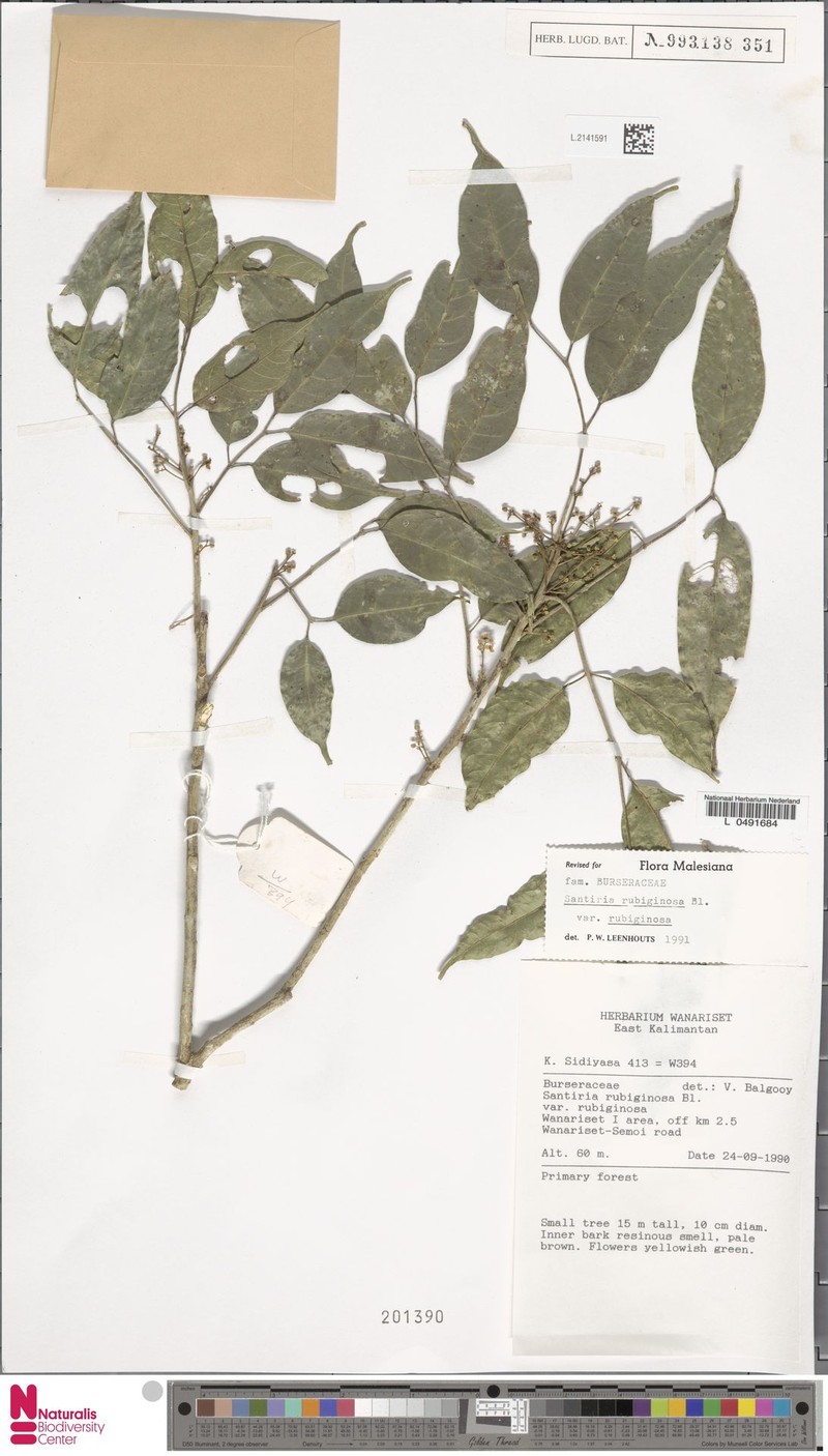Santiria rubiginosa var. rubiginosa photo 3