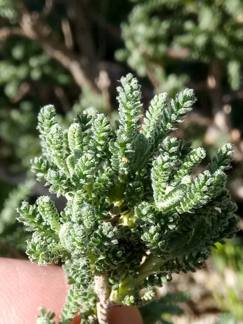 Santolina africana