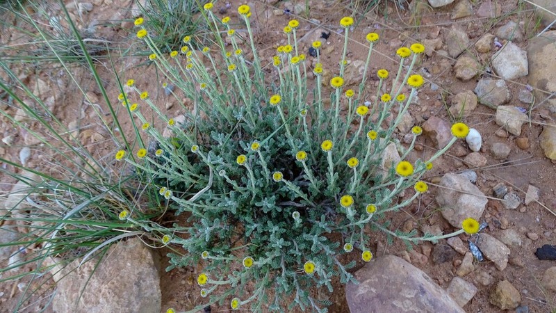 Santolina africana photo 4