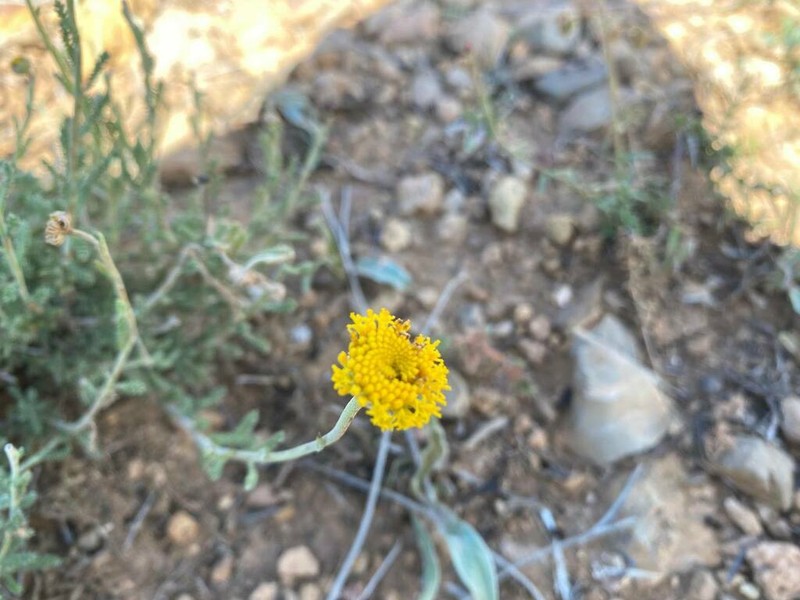 Santolina africana photo 5