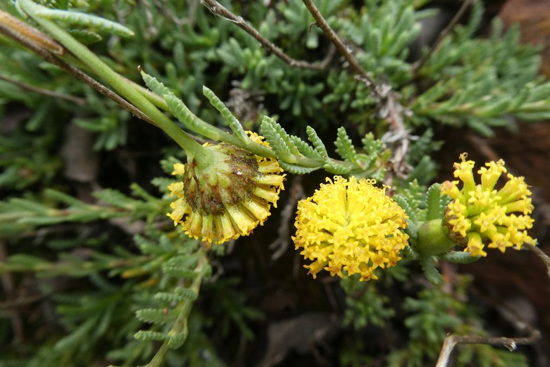 Santolina ageratifolia photo 2
