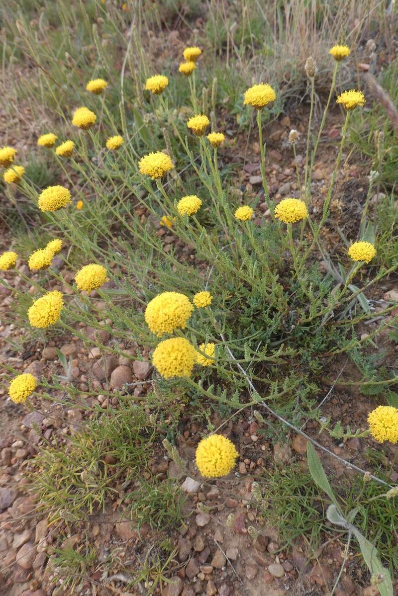 Santolina ageratifolia photo 3
