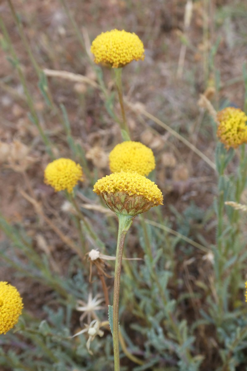 Santolina ageratifolia photo 4