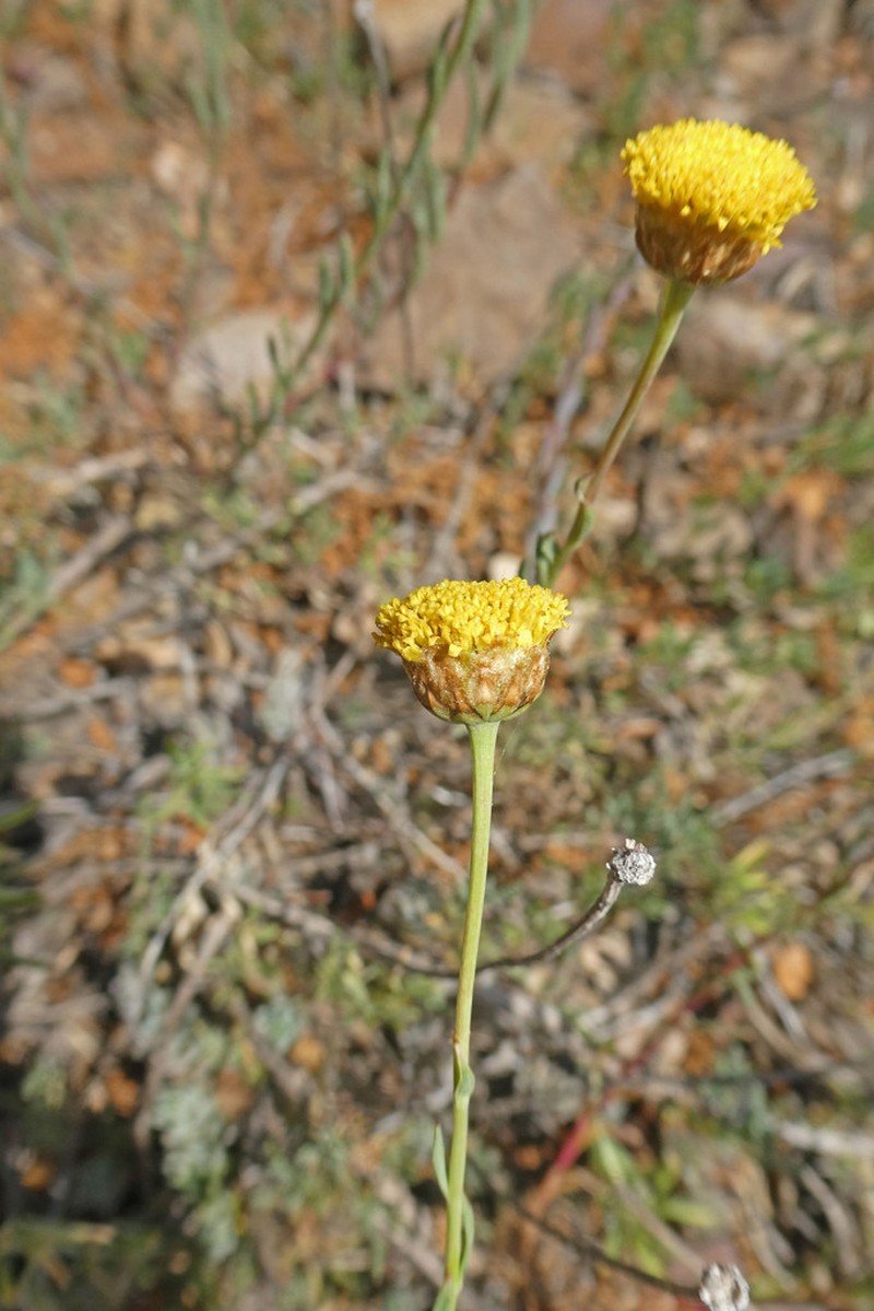 Santolina ageratifolia photo 5