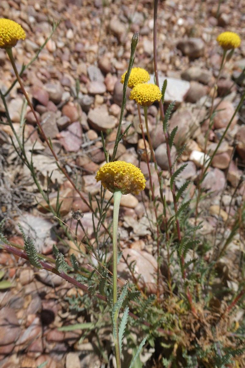 Santolina ageratifolia photo 6