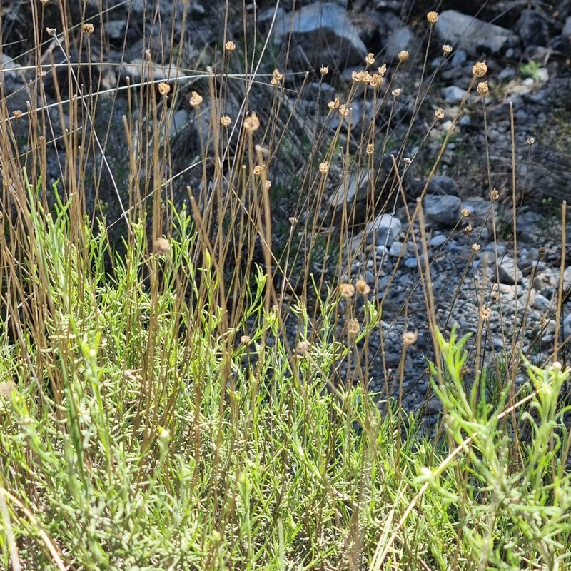 Santolina canescens photo 5