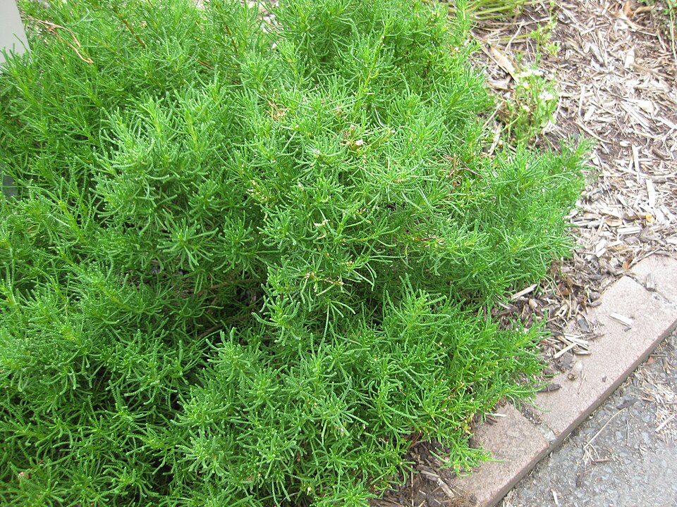 Lavender Cotton photo 5