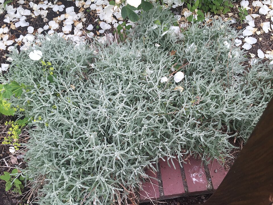 Lavender Cotton photo 6