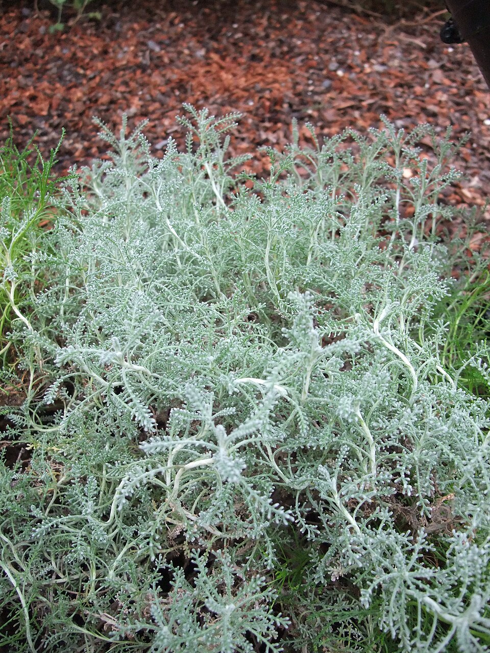 Lavender Cotton photo 7