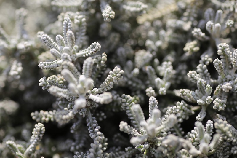 Lavender Cotton photo 3