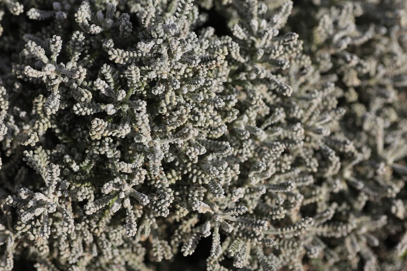 Lavender Cotton photo 4